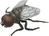 Živá příroda: House Fly - realistický model mouchy (11,5 cm)
