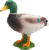 Mojo Kačica divá
