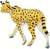 Safari® Serval