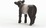 Schleich Gallowayské teľa