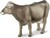 Safari® Krava Brown Swiss