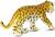 Safari® Mláďa leoparda