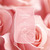 YC Signature Kerze Groß Fresh Cut Roses