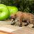 Safari® Hyaenodon Gigas