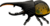 EUGY Hrošč herkules 3D kartonasta sestavljanka