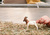 Schleich Capră Boer