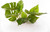 UP Aqua Kunststoff-Aquarienpflanze Anubias 1215