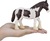 Mojo Clydesdale kôň čiernobiely