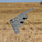 E-flite Micro B-2 Spirit Twin 30mm EDF BNF Basic
