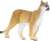 Safari® Puma floridská