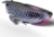 EUGY Arowana srebrna 3D kartonska sestavljanka
