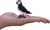 Mon Moineau domestique
