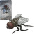 Živá příroda: House Fly - realistický model mouchy (11,5 cm)