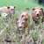 Safari® Dospievajúci lev