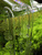Nasávacia trubica 16/22mm