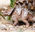Safari® Triceratops s pancierom