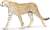 Safari® Gepard