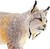 Safari® Kanadischer Luchs