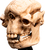 Weta Workshop Le Seigneur des Anneaux - Crâne d'un Troll des Cavernes Miniature