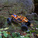 Axial RBX10 Ryft 4WD 1:10 RTR oranžový