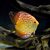 Seachem Discus Buffer 1 kg