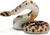 Safari® Westliche Diamant-Klapperschlange