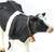 Safari® Holstein-Friesian-Kuh