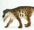 Safari® Prestosuchus dinosaurus