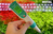 INVITAL Precision pH+TDS meter