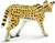 Safari® Serval