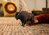 Schleich Zvieratko - bizón