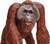 Safari® Borneo-Orang-Utan