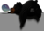 EUGY Medvěd černý 3D kartonová skládačka