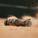 Arrma Typhon Grom 223S BLX 1:14 4WD RTR Basic srebrna