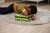 Autobus MAN Flixbus 26,5 cm