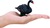 Mojo Cygne noir