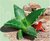 Cactus nel deserto - mini serra per bambini