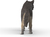 Schleich Lup american