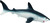 Safari®  Žralok porbeagle