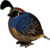 EUGY Wachtel 3D Kartonbausatz