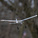 E-flite Slow Ultra Stick 0.5m AS3X SAFE Select RTF