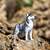 Safari® Sibírsky husky