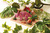 GRAINE CREATIVE Leseni 3D model Triceratops