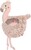 Ölelős flamingó, Pink