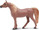 Safari® Arabská kobyla