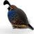 EUGY Wachtel 3D Kartonbausatz
