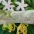 WW Kerze Mittel Solar Orchid