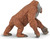 Safari® Orangutan