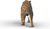 Schleich Säbelzahntiger