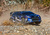 Traxxas Ford Fiesta 1:10 BL-2s 4WD RTR červená